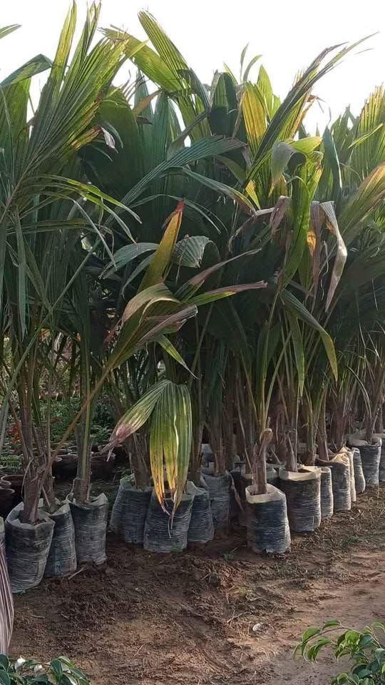Malaysian Dwarf Coconut ناریل - Image 2