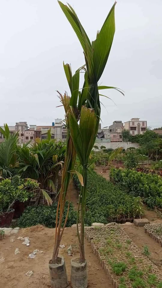 Malaysian Dwarf Coconut ناریل - Image 3