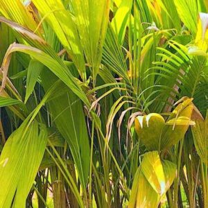 Malaysian Dwarf Coconut ناریل