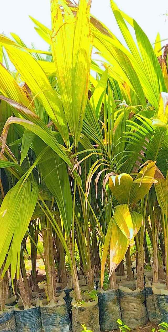 Malaysian Dwarf Coconut ناریل