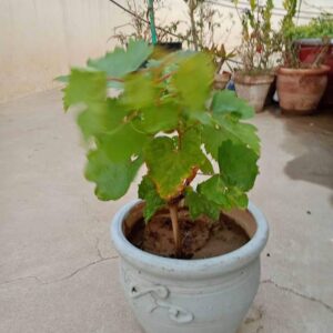 Angoor plant