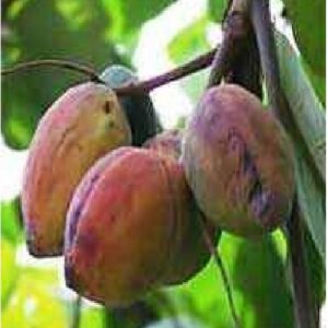 Badam, Red Almond plant