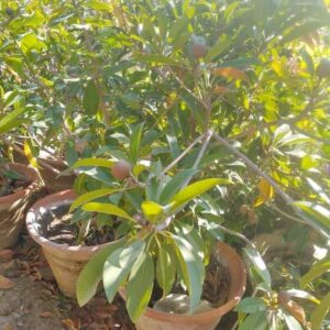 Cheeku Hybrid Plant Sapodilla/ Naseberry
