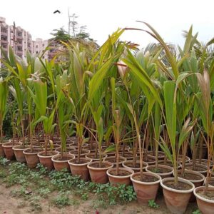 Coconut tree sirilankan