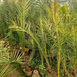 Dates Plant کھجور کا پودا