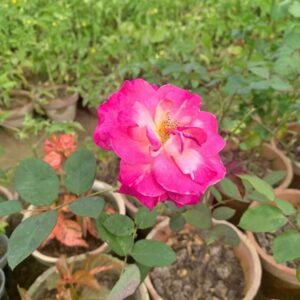 Garden roses desi Gulaab Plant (Sada Bahar)