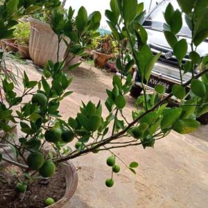 Lemon hybrid grafting Plant