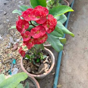 Plant Crown-of-thorns plant کانٹوں کا تاج