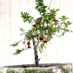 POMEGRANATE Hybrid Plant انار