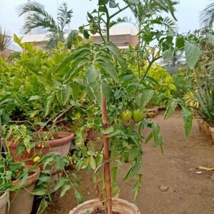 Tomato hybrid plant ٹموٹو